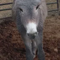 الاغ فروشی|حیوانات مزرعه|پاکدشت, پاکدشت (مامازند)|دیوار