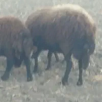 گوسفند گوشتیس|حیوانات مزرعه|سراب, |دیوار