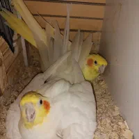 یه جفت عروس هلندی مولد فوق العاده زیبا