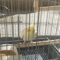 دوجفت عروس هلندی مولد|پرنده|کبودرآهنگ, |دیوار