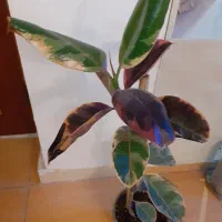 گل های آپارتمانی|گل و گیاه طبیعی|اردبیل, |دیوار