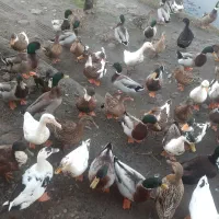 اردک پروازی و محلی|حیوانات مزرعه|رودبنه, |دیوار