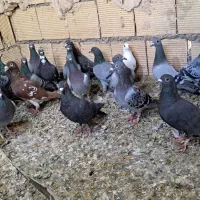 کبوتر پلاکی|پرنده|اهواز, ملاشیه|دیوار