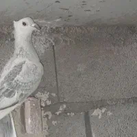 پولک شامی کاکلی