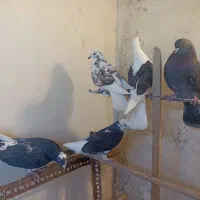 کفتر پرشی|پرنده|کهریزک, |دیوار
