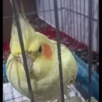 طوطی عروهلندی|پرنده|الوند, |دیوار