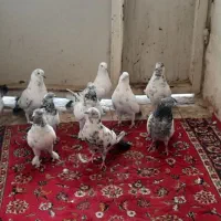 کفتر کلدمسبز و بوربوری