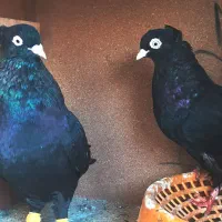 چند عدد کبوتر عالی آبادانی و سینه ای و پلاکی