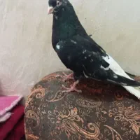 نر کوهی دم سفید