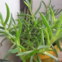 گل وگیاه|گل و گیاه طبیعی|کرج, حیدرآباد|دیوار