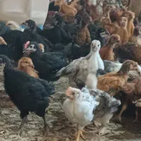 جوجه رنگی محلی 30تا قفس اصل گلپایگان درشت