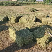 قره یونجه خالص