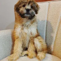 سگ پودل تریر|سگ|مشهد, شهرک لشکر (شهرک غرب)|دیوار