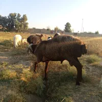 قوچ افشاری|حیوانات مزرعه|جزنیک, |دیوار