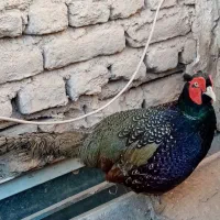 خروس جنگلی پرورشی واسه گوشت واسه درمان بیشتر امراض|حیوانات مزرعه|تربت‌حیدریه, یحیی آباد|دیوار