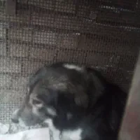 سگ اشپیت زر