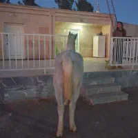 مادیون کرد|اسب و تجهیزات اسب‌سواری|صفادشت, |دیوار