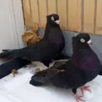 جفت صرب|پرنده|شاهینشهر, شهرک ردانی پور|دیوار