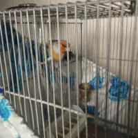 سهره قناری شاه تخم|پرنده|ری, دیلمان|دیوار