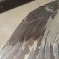 عروس هلندی|پرنده|کرج, شهرک فهمیده|دیوار