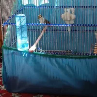 سهره قناری ابلغ|پرنده|کامیاران, |دیوار