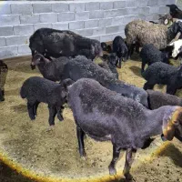 میش شال وافشار