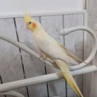 طوطی نر|پرنده|اردبیل, |دیوار