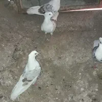 کبوتر نازار|پرنده|الشتر, |دیوار