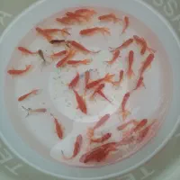 ماهی گلی|ماهی|بابل, |دیوار