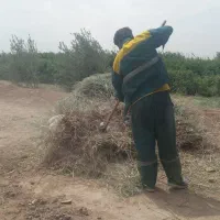 پخش علوفه، علف تازه و ضایعات باغی برای دام