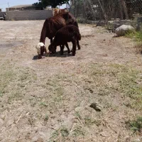 گوسفند بره دار