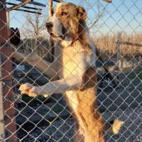 سگ وارداتی الابای روسی نگهبان سرابی ژرمن خراسانی