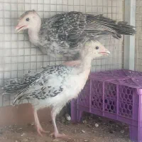 جوجه بوقلمون 70روزه