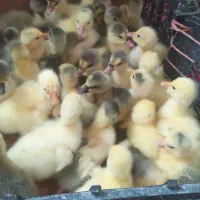 جوجه غاز و غوغاز