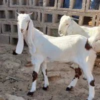 بیگ|حیوانات مزرعه|شوشتر, |دیوار