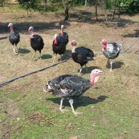 فروشی|حیوانات مزرعه|حویق, |دیوار