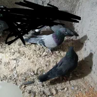 کبوتر پر