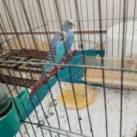 جفت مرغ عشق ـ جفت فنچ