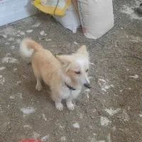 سگ پاکوتاه|سگ|بیرجند, |دیوار