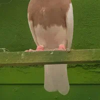 دوتا کبوترطوقی نر پرتقالی و زرد خال سیاه|پرنده|آبپخش, |دیوار