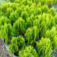 لافسون سطل ۳ کامیس سطل ده وهفت