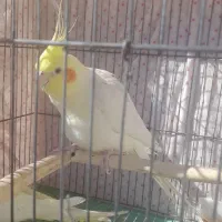 عروس هلندی لوتینو ،یکساله|پرنده|دامغان, |دیوار