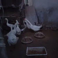 غازلیندا شب یلدا|حیوانات مزرعه|بابکان, |دیوار