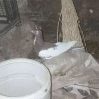 کفتر|پرنده|باخزر, |دیوار