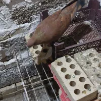 پرنده|پرنده|اهواز, امانیه|دیوار