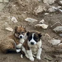 قدرجونی نروماده