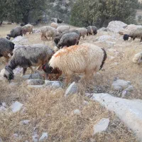 قوچ دزدیده شده