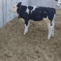 گوساله|حیوانات مزرعه|دره شهر, |دیوار