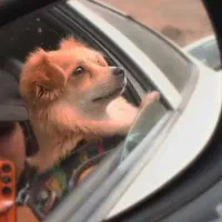 پامر اشپیتز