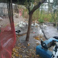 غاز نر و ماده (جوجه اردک اسرائیلی و معمولی)|حیوانات مزرعه|محمدشهر, همایون ویلا|دیوار